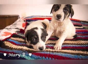Moni, Martha, Mira und Mary suchen ab März ein Zuhause