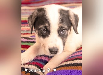 Angefragt:  Milla sucht ab März ein Zuhause