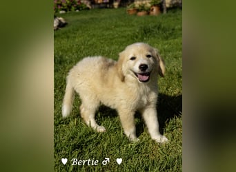 Bernie, Bertie und Buddy suchen ab August ein Zuhause