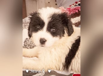 Moni, Martha, Mira und Mary suchen ab März ein Zuhause