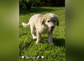 Bernie, Bertie und Buddy suchen ab August ein Zuhause
