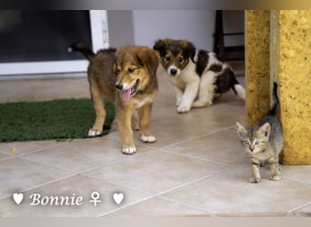 Update: Nur Bertie und Bonnie  suchen  noch ab August ein Zuhause