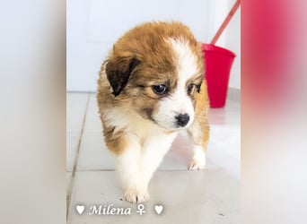 Milena, Milka und Milla suchen ab März ein Zuhause