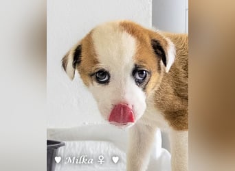 Milena, Milka und Milla suchen ab März ein Zuhause