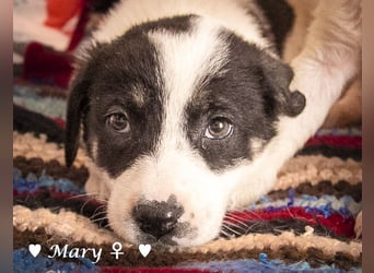 Angefragt:  Milla sucht ab März ein Zuhause