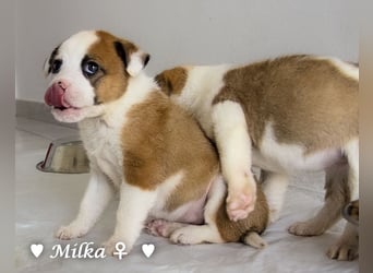 Milka und Milla suchen ab März ein Zuhause