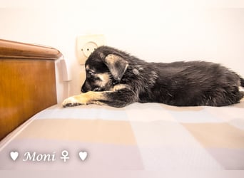 Moni, Martha, Mira und Mary suchen ab März ein Zuhause