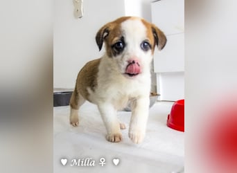 Milena, Milka und Milla suchen ab März ein Zuhause