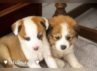 Milena, Milka und Milla suchen ab März ein Zuhause