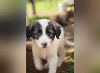 Ava, Aris und Alma suchen  ein Zuhause