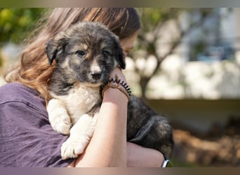Ava, Aris und Alma suchen  ein Zuhause