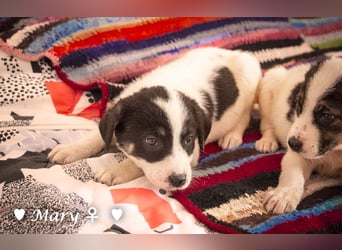 Moni, Martha, Mira und Mary suchen ab März ein Zuhause