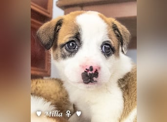 Milena, Milka und Milla suchen ab März ein Zuhause