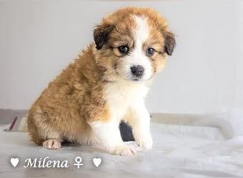 Milena, Milka und Milla suchen ab März ein Zuhause