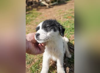 Ava, Aris und Alma suchen  ein Zuhause