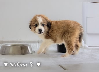 Milena, Milka und Milla suchen ab März ein Zuhause