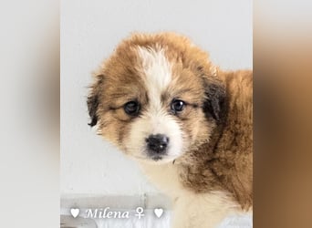 Milena, Milka und Milla suchen ab März ein Zuhause