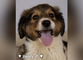 Bernie, Bertie und Buddy suchen ab August ein Zuhause