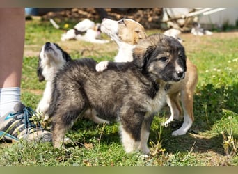 Ava, Aris und Alma suchen  ein Zuhause