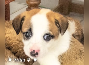 Milena, Milka und Milla suchen ab März ein Zuhause