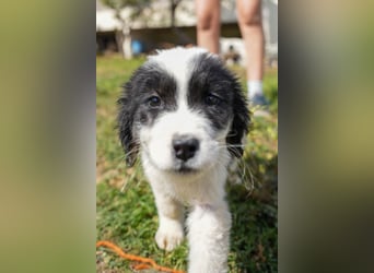 Ava, Aris und Alma suchen  ein Zuhause