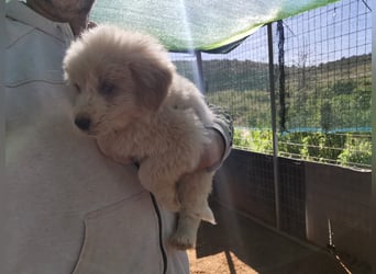 Milena, Milka, Milla, Molly und Minnie suchen ab März ein Zuhause
