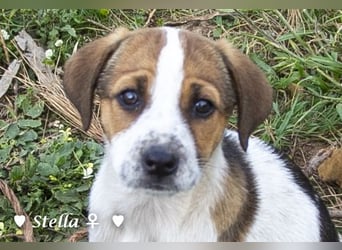 Stella, Alma und Brio suchen  ein Zuhause