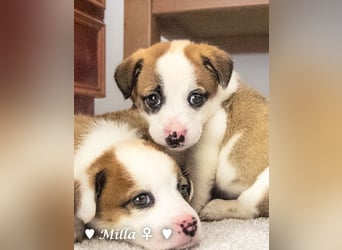 Milka und Milla suchen ab März ein Zuhause