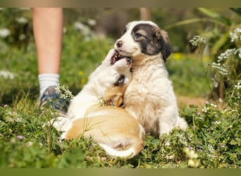 Ava, Aris und Alma suchen  ein Zuhause