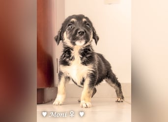 Moni, Martha, Mira und Mary suchen ab März ein Zuhause