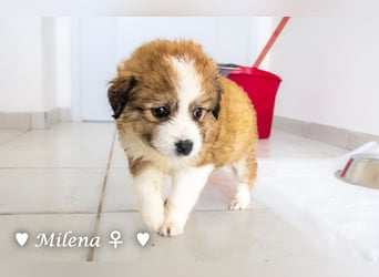 Milena, Milka und Milla suchen ab März ein Zuhause