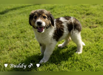 Bernie, Bertie und Buddy suchen ab August ein Zuhause