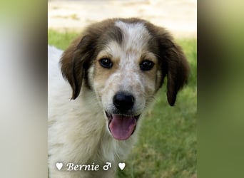 Bernie, Bertie und Buddy suchen ab August ein Zuhause