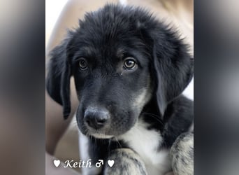 Keith und Kane suchen ein Zuhause
