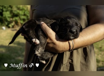 Vier süße Welpen suchen ein Zuhause