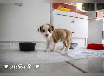 Milena, Milka und Milla suchen ab März ein Zuhause