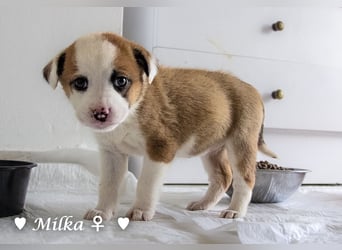 Milena, Milka und Milla suchen ab März ein Zuhause