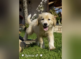 Bernie, Bertie und Buddy suchen ab August ein Zuhause