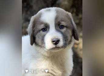Zwei Fellknäuel  suchen ein Zuhause