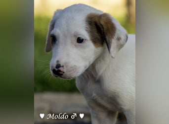 Update: Vier süße Welpen suchen ein Zuhause