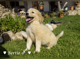 Update: Nur Bertie und Bonnie  suchen  noch ab August ein Zuhause