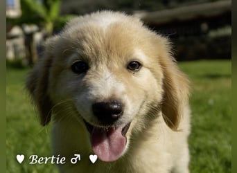 Bernie, Bertie und Buddy suchen ab August ein Zuhause