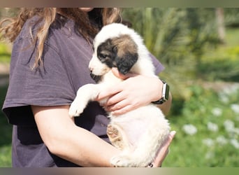 Ava, Aris und Alma suchen  ein Zuhause