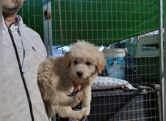 Milena, Milka, Milla, Molly und Minnie suchen ab März ein Zuhause