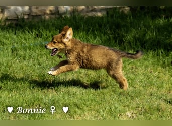 Bernie, Bertie und Buddy suchen ab August ein Zuhause