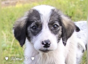 Stella, Alma und Brio suchen  ein Zuhause