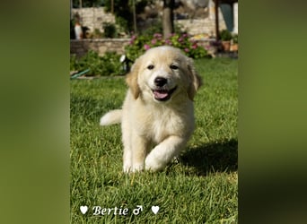 Update: Nur Bertie und Bonnie  suchen  noch ab August ein Zuhause