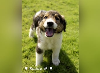 Bernie, Bertie und Buddy suchen ab August ein Zuhause