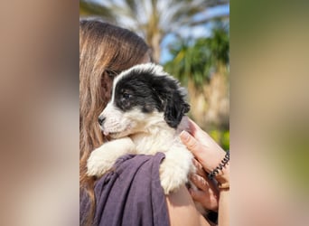 Ava, Aris und Alma suchen  ein Zuhause