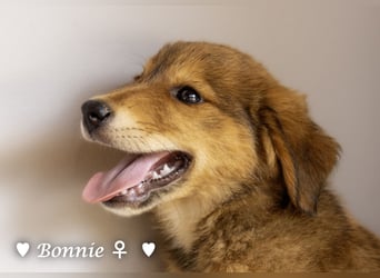 Bernie, Bertie und Buddy suchen ab August ein Zuhause
